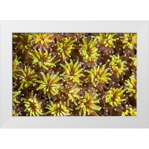 Indonesia, Komodo NP Tentacles of polyps White Modern Wood Framed Art Print by Shimlock, Jones