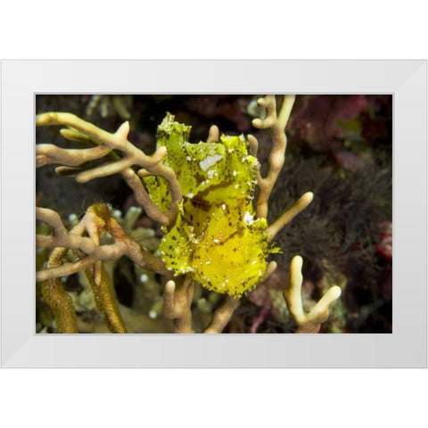 Indonesia, Komodo NP Sailfin leaffish in coral White Modern Wood Framed Art Print by Shimlock, Jones