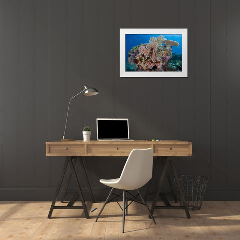 Indonesia, Komodo NP Protected coral reef White Modern Wood Framed Art Print by Shimlock, Jones