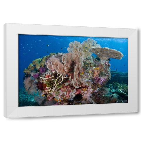 Indonesia, Komodo NP Protected coral reef White Modern Wood Framed Art Print by Shimlock, Jones