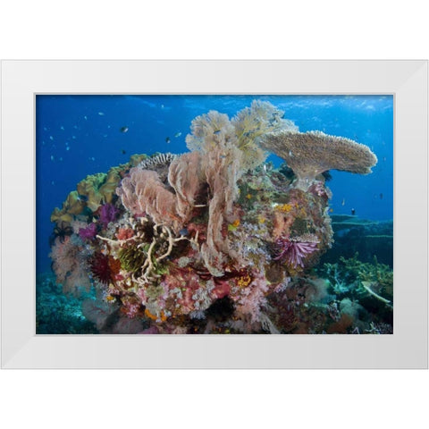 Indonesia, Komodo NP Protected coral reef White Modern Wood Framed Art Print by Shimlock, Jones