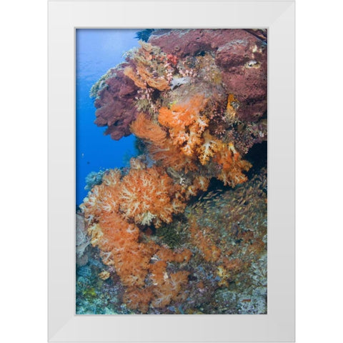 Indonesia, Komodo NP Protected coral reef White Modern Wood Framed Art Print by Shimlock, Jones