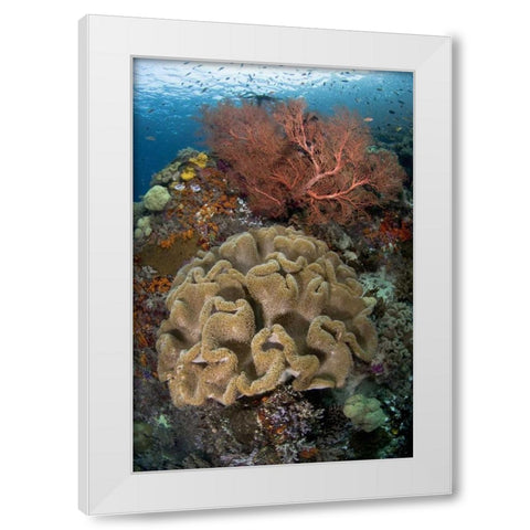Indonesia Pristine coral reef off Misool Island White Modern Wood Framed Art Print by Shimlock, Jones