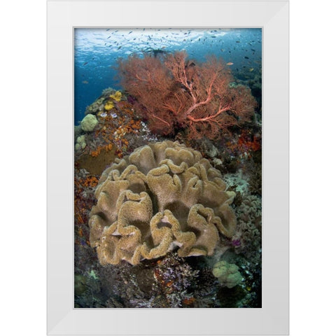 Indonesia Pristine coral reef off Misool Island White Modern Wood Framed Art Print by Shimlock, Jones