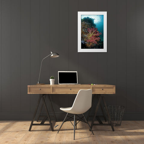 Indonesia, Triton Bay Soft coral on a boulder White Modern Wood Framed Art Print by Shimlock, Jones