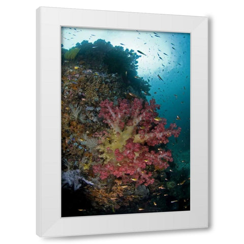 Indonesia, Triton Bay Soft coral on a boulder White Modern Wood Framed Art Print by Shimlock, Jones