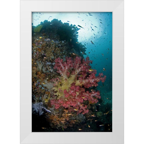 Indonesia, Triton Bay Soft coral on a boulder White Modern Wood Framed Art Print by Shimlock, Jones