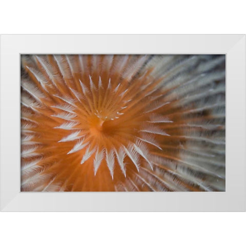 Indonesia, Papua, Fakfak Feather-duster worm White Modern Wood Framed Art Print by Shimlock, Jones