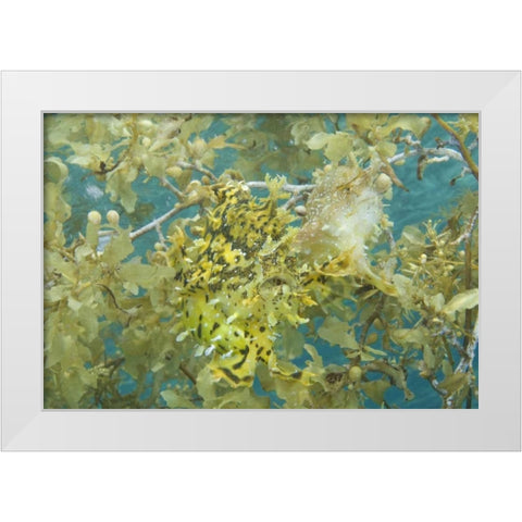 Indonesia, Papua, Fakfak Frogfish camouflaged White Modern Wood Framed Art Print by Shimlock, Jones