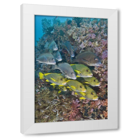 Indonesia,Triton Bay Schooling fish and coral White Modern Wood Framed Art Print by Shimlock, Jones