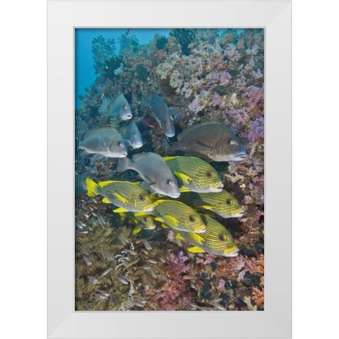 Indonesia,Triton Bay Schooling fish and coral White Modern Wood Framed Art Print by Shimlock, Jones