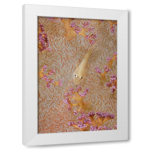 Indonesia, Triton Bay Soft-coral goby fish White Modern Wood Framed Art Print by Shimlock, Jones