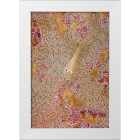Indonesia, Triton Bay Soft-coral goby fish White Modern Wood Framed Art Print by Shimlock, Jones