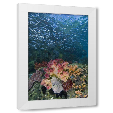 Indonesia, Triton Bay School of silversides fish White Modern Wood Framed Art Print by Shimlock, Jones