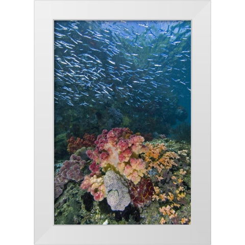 Indonesia, Triton Bay School of silversides fish White Modern Wood Framed Art Print by Shimlock, Jones