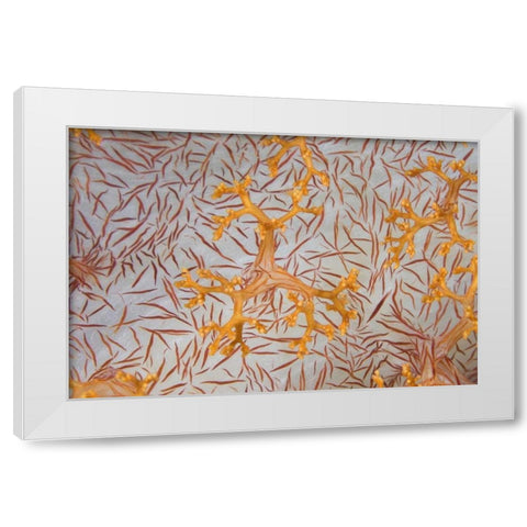 Indonesia, Papua Detail of a soft coral polyps White Modern Wood Framed Art Print by Shimlock, Jones
