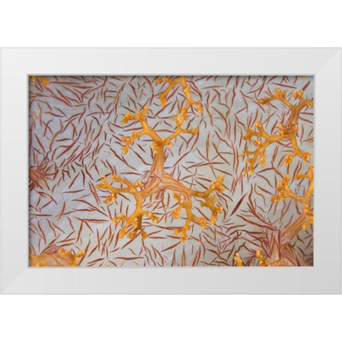 Indonesia, Papua Detail of a soft coral polyps White Modern Wood Framed Art Print by Shimlock, Jones