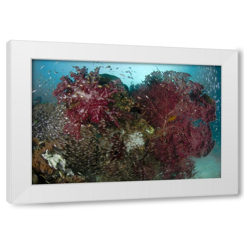 Indonesia, Papua Reef panorama of soft coral White Modern Wood Framed Art Print by Shimlock, Jones
