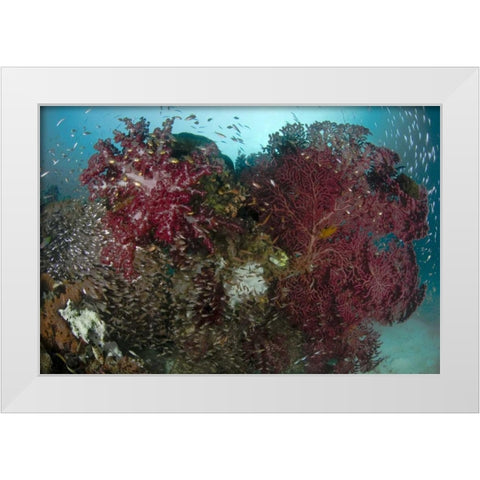 Indonesia, Papua Reef panorama of soft coral White Modern Wood Framed Art Print by Shimlock, Jones