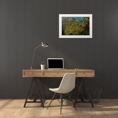 Indonesia Reef panorama of corals and fish White Modern Wood Framed Art Print by Shimlock, Jones