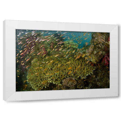 Indonesia Reef panorama of corals and fish White Modern Wood Framed Art Print by Shimlock, Jones