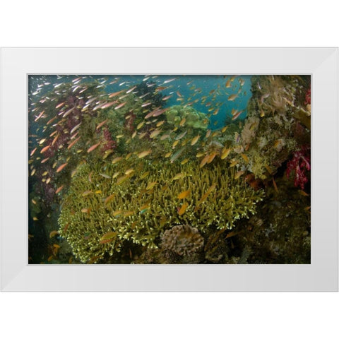 Indonesia Reef panorama of corals and fish White Modern Wood Framed Art Print by Shimlock, Jones