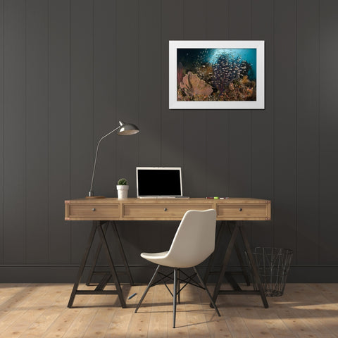 Indonesia Corals and glassy cardinalfish White Modern Wood Framed Art Print by Shimlock, Jones
