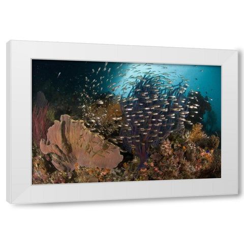 Indonesia Corals and glassy cardinalfish White Modern Wood Framed Art Print by Shimlock, Jones
