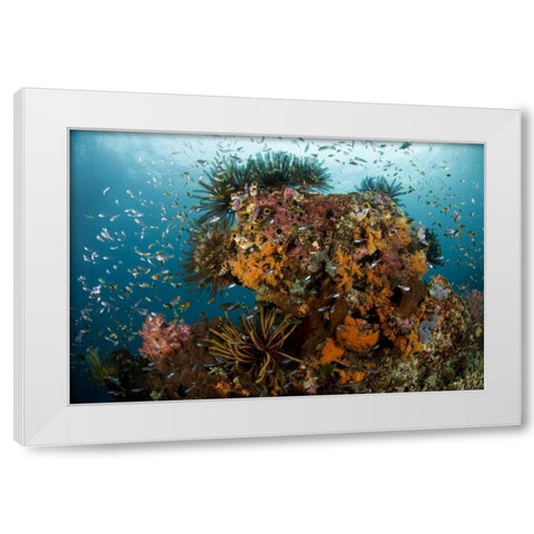 Indonesia, Papua Reef scenic with coral and fish White Modern Wood Framed Art Print by Shimlock, Jones