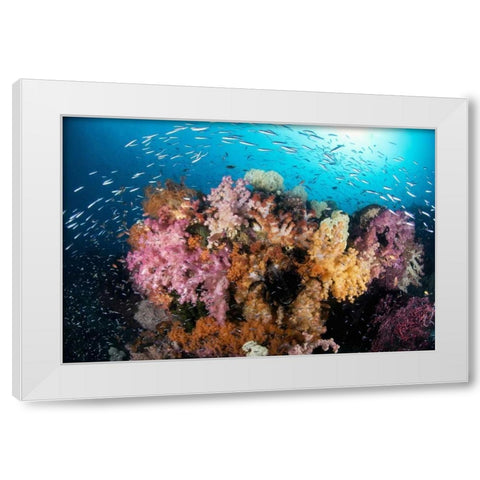 Indonesia, Papua Reef scenic with coral and fish White Modern Wood Framed Art Print by Shimlock, Jones