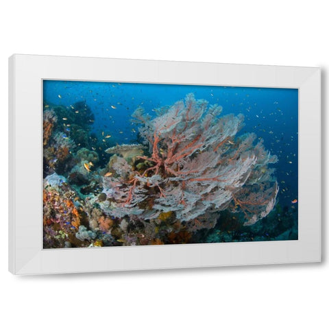 Indonesia, Papua Reef with large seafan and Fish White Modern Wood Framed Art Print by Shimlock, Jones