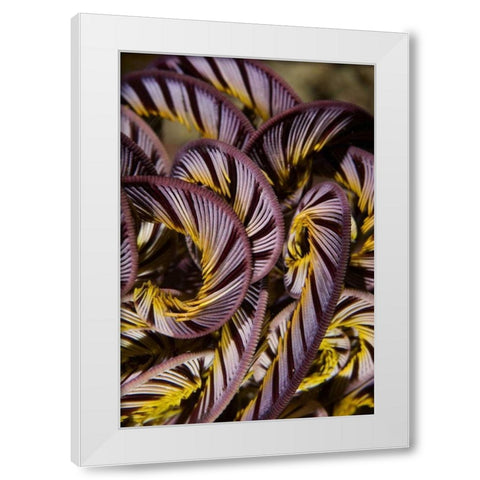 Indonesia, Misool Island Detail of a crinoid White Modern Wood Framed Art Print by Shimlock, Jones