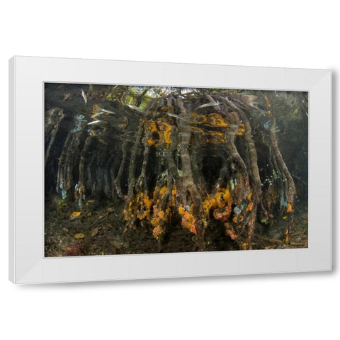 Indonesia, Misool Islands Coral on mangroves White Modern Wood Framed Art Print by Shimlock, Jones