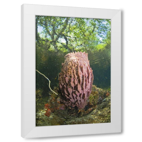 Indonesia, Misool Isl Barrel spong in mangrove White Modern Wood Framed Art Print by Shimlock, Jones