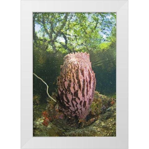Indonesia, Misool Isl Barrel spong in mangrove White Modern Wood Framed Art Print by Shimlock, Jones