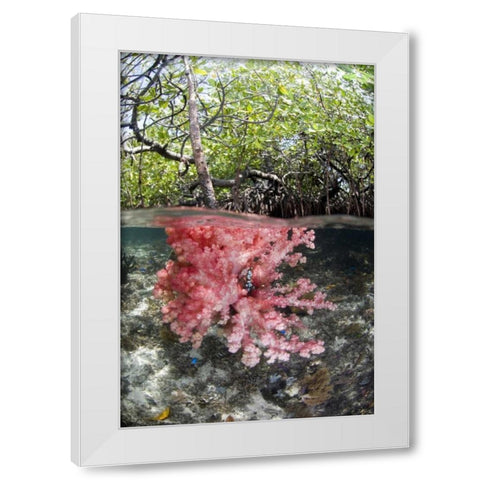 Indonesia, Misool Islands Coral amid mangroves White Modern Wood Framed Art Print by Shimlock, Jones
