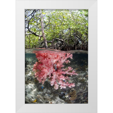 Indonesia, Misool Islands Coral amid mangroves White Modern Wood Framed Art Print by Shimlock, Jones