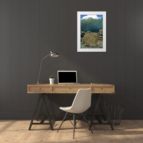 Indonesia Coral grows near surface in mangrove White Modern Wood Framed Art Print by Shimlock, Jones