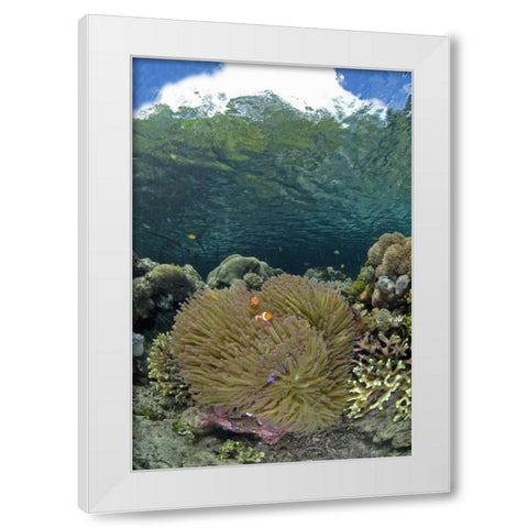 Indonesia Coral grows near surface in mangrove White Modern Wood Framed Art Print by Shimlock, Jones