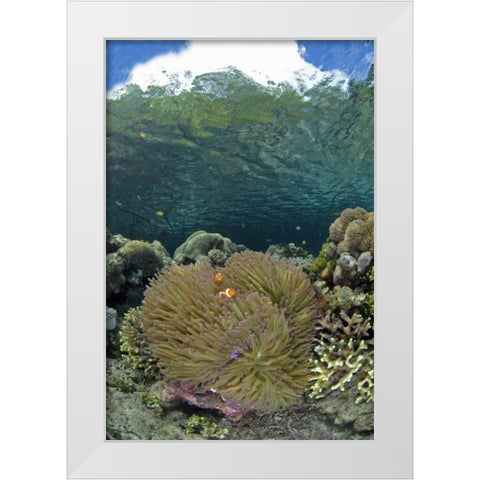 Indonesia Coral grows near surface in mangrove White Modern Wood Framed Art Print by Shimlock, Jones