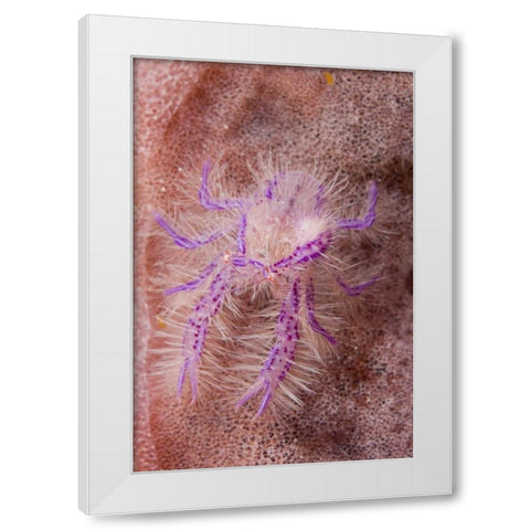 Indonesia Squat lobster and barrel sponges White Modern Wood Framed Art Print by Shimlock, Jones