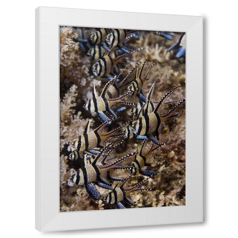 Indonesia, Sulawesi, Banggai cardinalfish White Modern Wood Framed Art Print by Shimlock, Jones