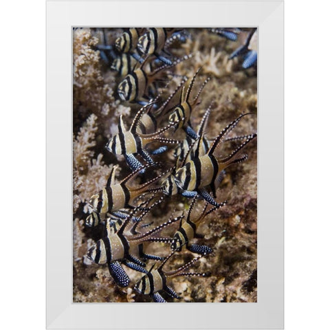 Indonesia, Sulawesi, Banggai cardinalfish White Modern Wood Framed Art Print by Shimlock, Jones