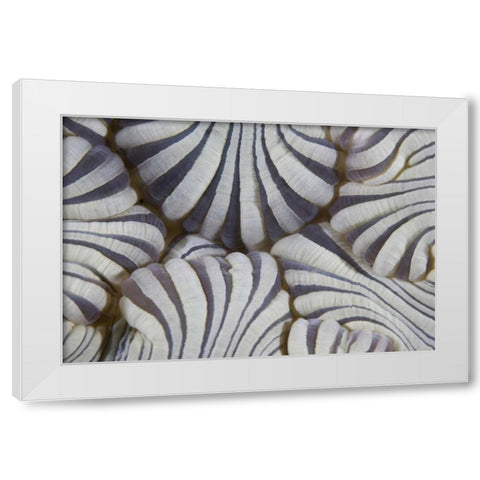 Indonesia, Lembeh Straits Sea anemone mouth White Modern Wood Framed Art Print by Shimlock, Jones