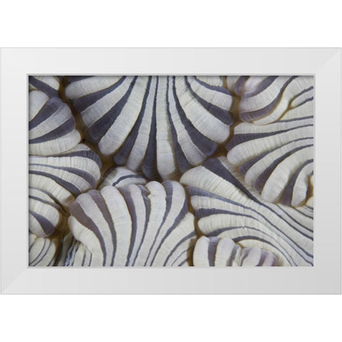 Indonesia, Lembeh Straits Sea anemone mouth White Modern Wood Framed Art Print by Shimlock, Jones