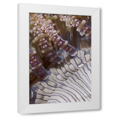 Indonesia, Ringed tentacles of an anemone White Modern Wood Framed Art Print by Shimlock, Jones