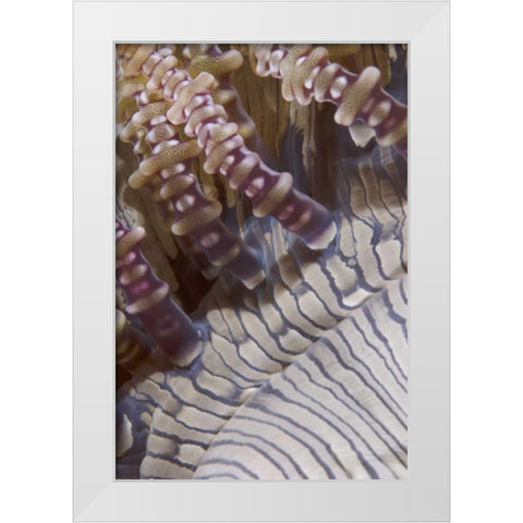 Indonesia, Ringed tentacles of an anemone White Modern Wood Framed Art Print by Shimlock, Jones