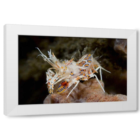 Indonesia, Sulawesi Island Tiny tiger shrimp White Modern Wood Framed Art Print by Shimlock, Jones