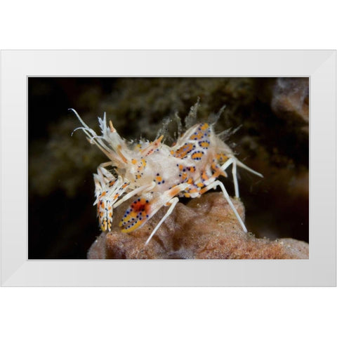 Indonesia, Sulawesi Island Tiny tiger shrimp White Modern Wood Framed Art Print by Shimlock, Jones