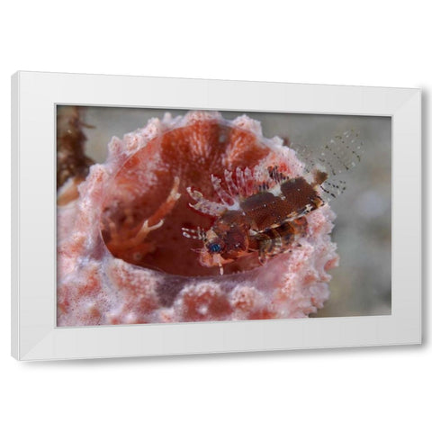 Indonesia Zebra fish atop a tube sponge White Modern Wood Framed Art Print by Shimlock, Jones